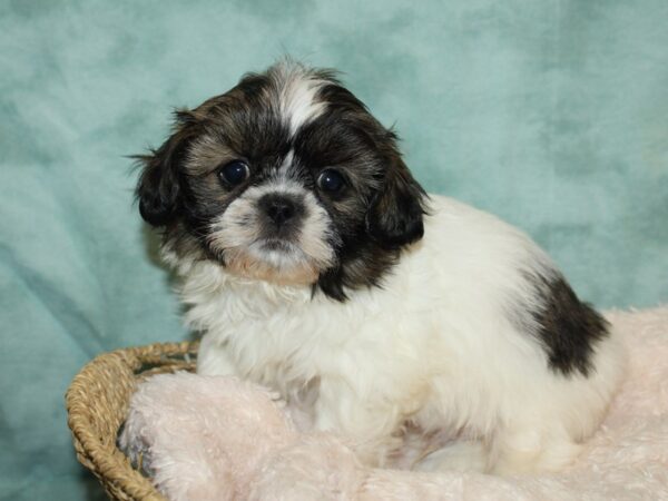 Teddy Bear DOG Male 20104 Petland Rome, Georgia