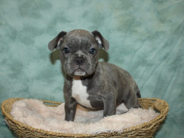 French Bulldog DOG Female 20107 Petland Rome, Georgia