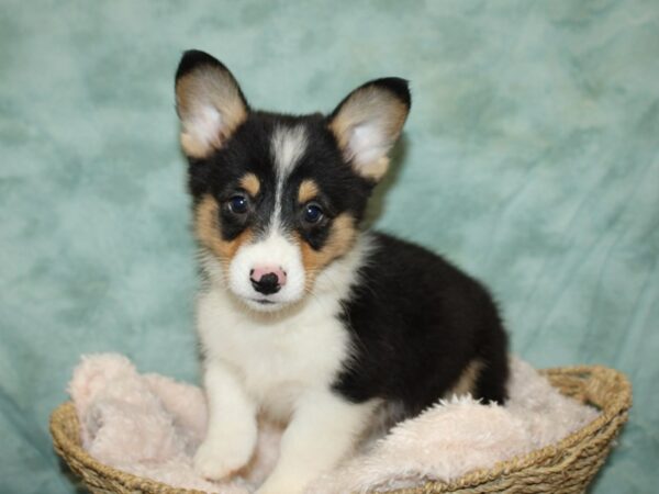 Pembroke Welsh Corgi DOG Male 20108 Petland Rome, Georgia