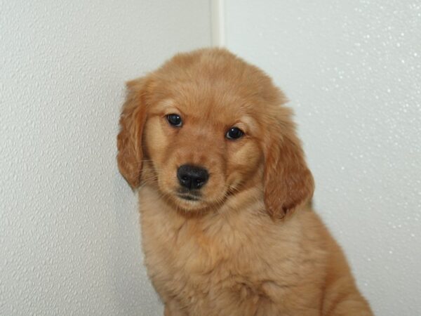 Golden Retriever DOG Female Gold 20101 Petland Rome, Georgia