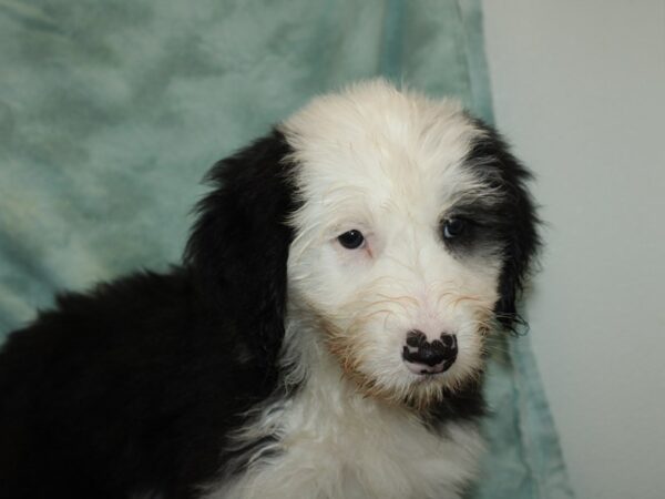 Old English Sheepdog DOG Male Black & White 20102 Petland Rome, Georgia