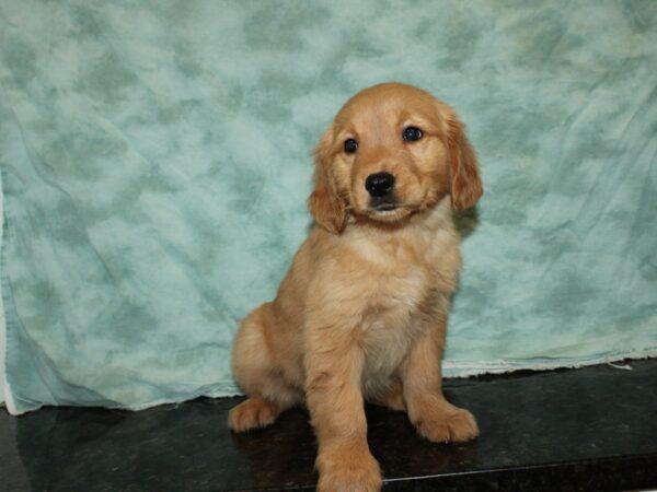 Golden Retriever DOG Female Gold 9261 Petland Rome, Georgia