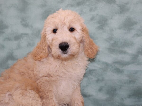 Goldendoodle DOG Male Cream 9257 Petland Rome, Georgia