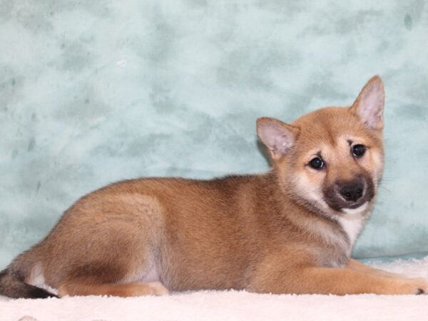 Shiba Inu DOG Male Brown 9250 Petland Rome, Georgia