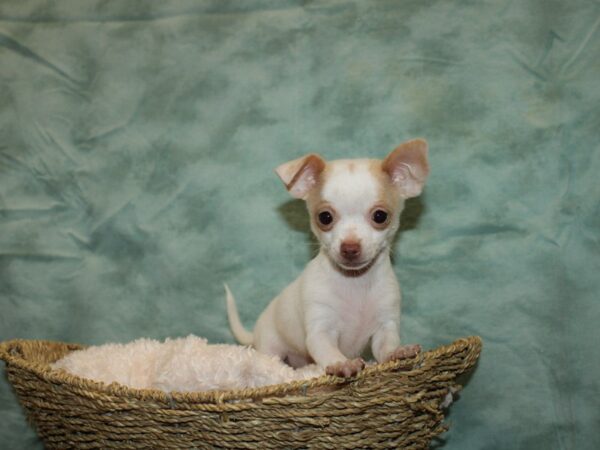 Chihuahua DOG Male White / Cream 20110 Petland Rome, Georgia