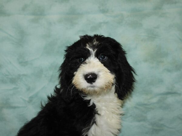 Old English Sheepdog/Poodle DOG Female Black / White 20114 Petland Rome, Georgia