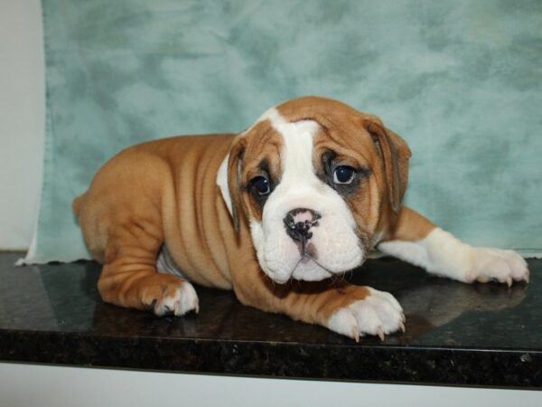 3/4 Bulldog DOG Male Red / White 20113 Petland Rome, Georgia