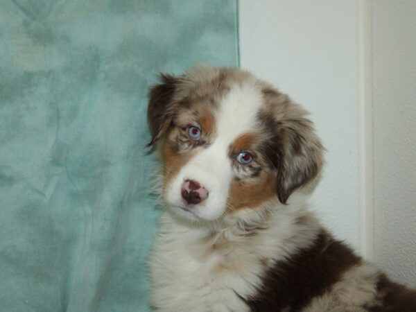 Australian Shepherd DOG Female Red Merle 20109 Petland Rome, Georgia