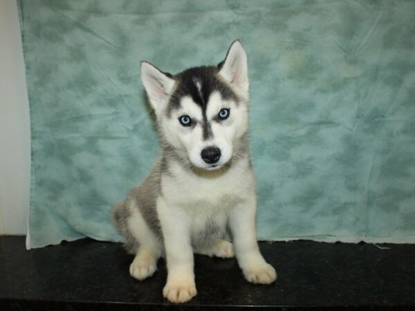 Siberian Husky DOG Male Black / White 20112 Petland Rome, Georgia