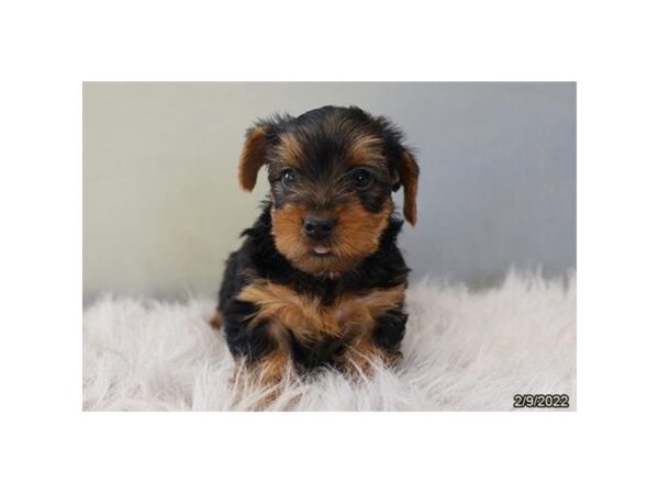 Yorkshire Terrier DOG Female Black / Tan 9273 Petland Rome, Georgia