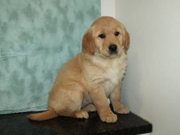 Golden Retriever DOG Female 20115 Petland Rome, Georgia