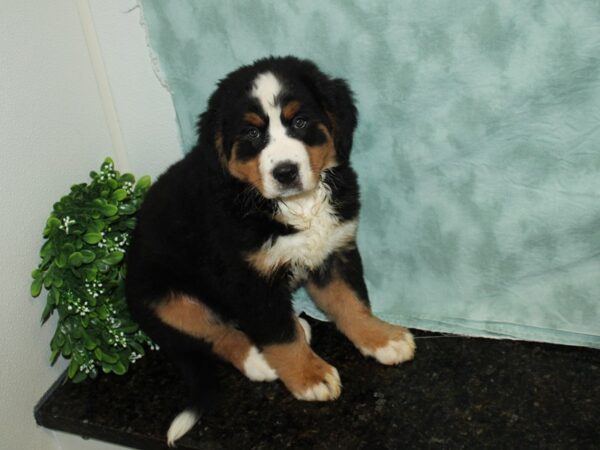 Bernese Mountain Dog-DOG-Female--20117-Petland Rome, Georgia