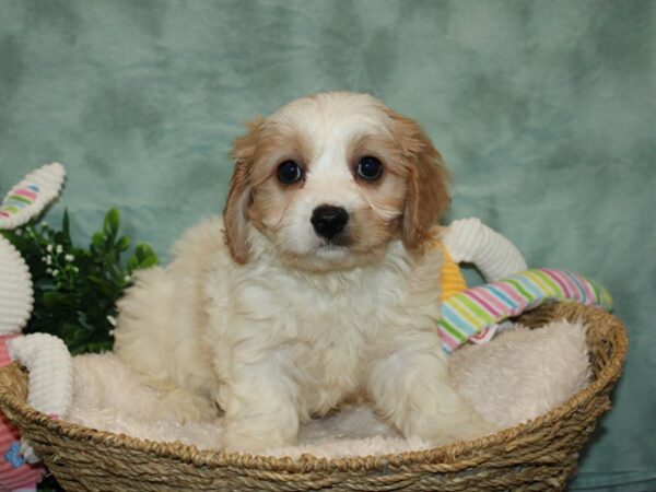 Cavachon-DOG-Male-BLENHIEM-9268-Petland Rome, Georgia