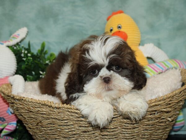 Shih Tzu DOG Female CHOC WH 9265 Petland Rome, Georgia