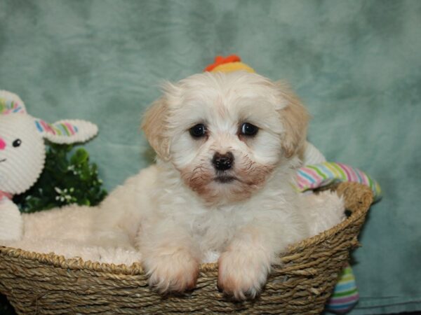 Daisy Dog DOG Male WH 9266 Petland Rome, Georgia