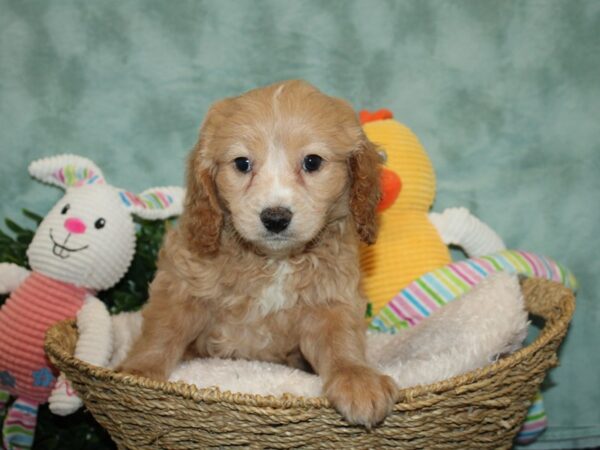 F1 Cava Poo DOG Male RED 9264 Petland Rome, Georgia