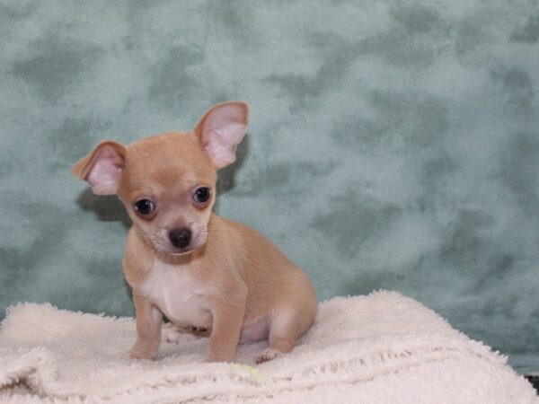 Chihuahua DOG Male Blue Fawn 9272 Petland Rome, Georgia