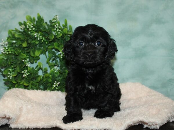 Cockapoo DOG Female black 20137 Petland Rome, Georgia