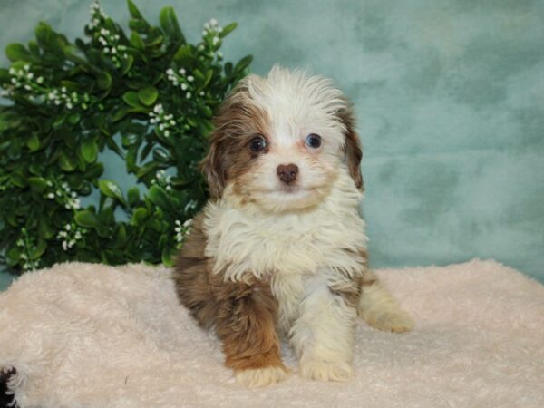 Aussiedoodle DOG Female merle 20127 Petland Rome, Georgia