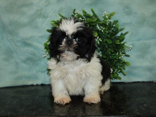 Shih Tzu DOG Male blk & wh 20134 Petland Rome, Georgia