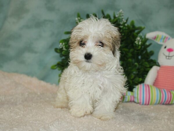 Havanese DOG Female Brown / White 20119 Petland Rome, Georgia