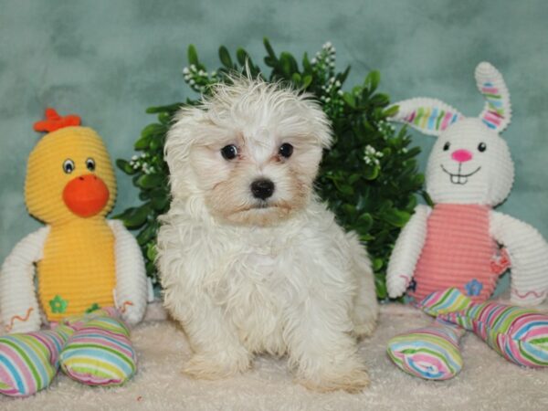 Maltese-DOG-Male-White-20121-Petland Rome, Georgia