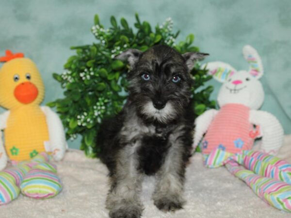 Miniature Schnauzer DOG Female Salt / Pepper 20122 Petland Rome, Georgia