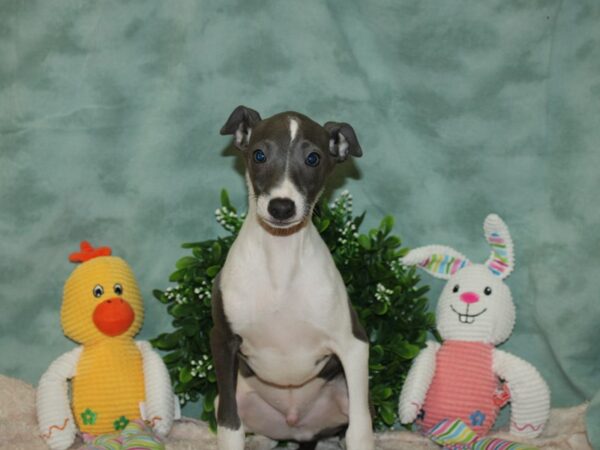 Italian Greyhound DOG Male Blue 20120 Petland Rome, Georgia