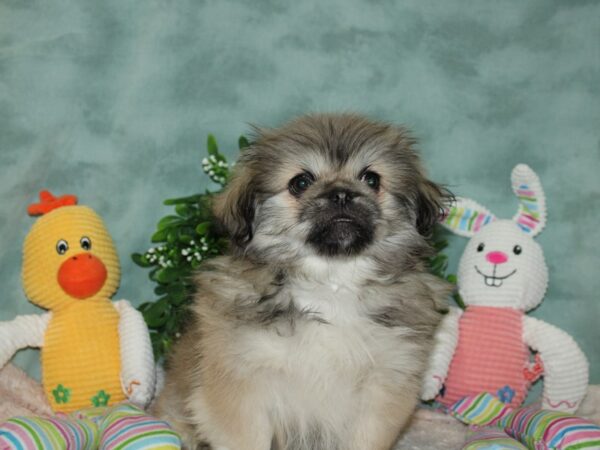 Pekingese-DOG-Male-Sable-20123-Petland Rome, Georgia