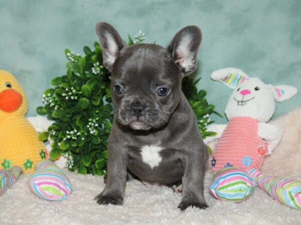 French Bulldog DOG Male blue 20132 Petland Rome, Georgia