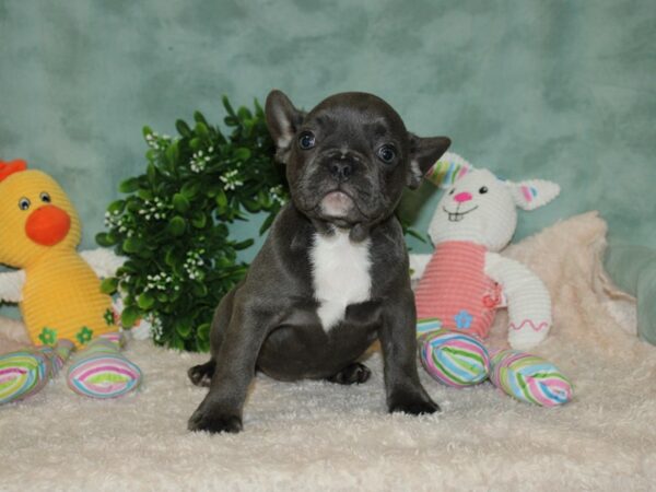 French Bulldog DOG Female blue 20133 Petland Rome, Georgia