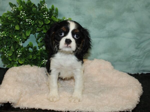 Cavalier King Charles Spaniel DOG Female Tri 20125 Petland Rome, Georgia