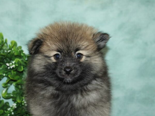 Pomeranian DOG Female Wolf Sable 20150 Petland Rome, Georgia