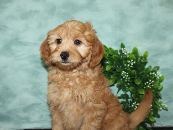 F1 B Mini Goldendoodle-DOG-Male-Red-20148-Petland Rome, Georgia