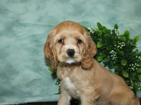 Cocker Spaniel DOG Female Buff 20147 Petland Rome, Georgia