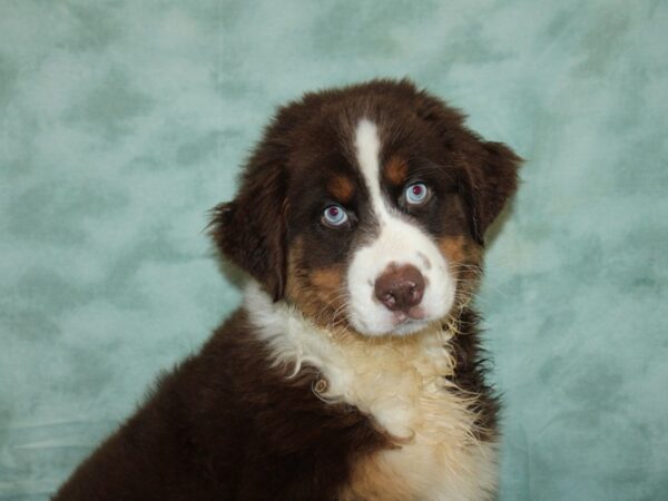 Australian Shepherd-DOG-Male-Red Merle-9285-Petland Rome, Georgia