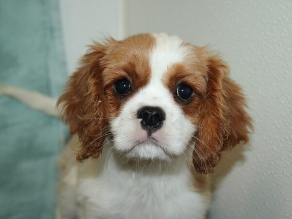 Cavalier King Charles Spaniel DOG Female Blenheim 20138 Petland Rome, Georgia