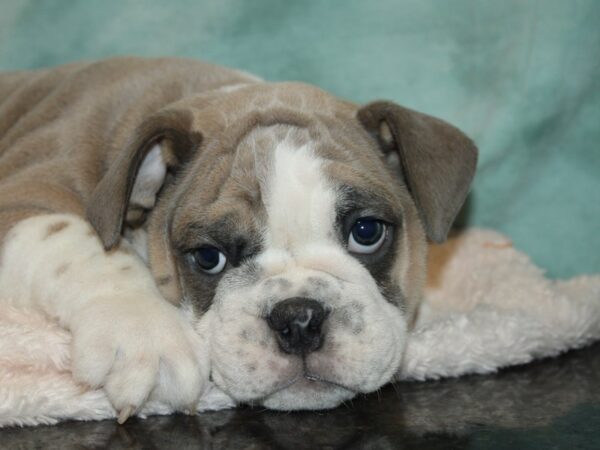 English Bulldog DOG Male BLUE WH 20146 Petland Rome, Georgia