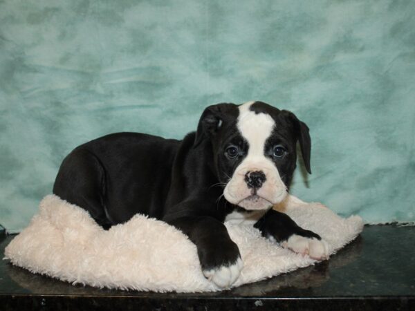 Olde English Bulldogge DOG Female BLK WHITE 20145 Petland Rome, Georgia