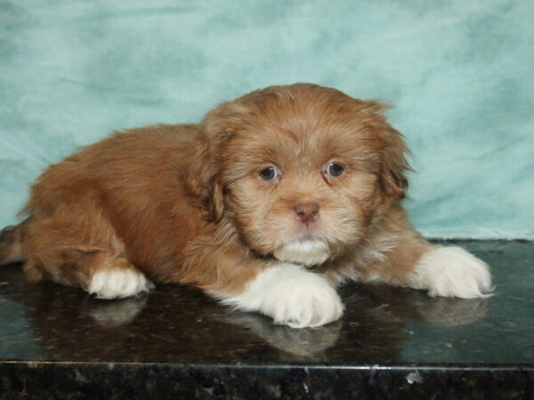 Lhasa Apso DOG Male BRN WH 9284 Petland Rome, Georgia