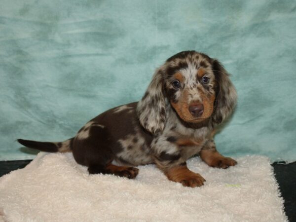 Dachshund DOG Male Chocolate and Tan 20143 Petland Rome, Georgia