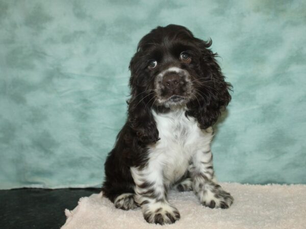 Cocker Spaniel DOG Male Chocolate / White 20141 Petland Rome, Georgia