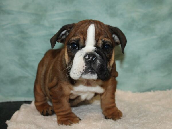 Bulldog-DOG-Female-Red / White-20140-Petland Rome, Georgia