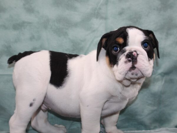 English Bulldog DOG Male BLK WH 9281 Petland Rome, Georgia