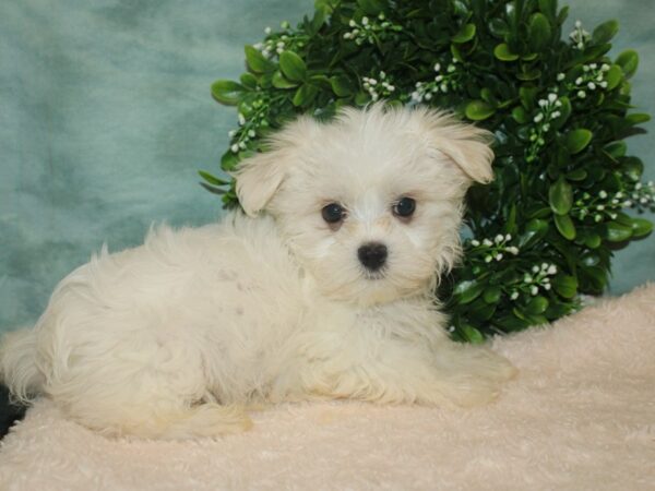 Maltese DOG Male White 9290 Petland Rome, Georgia