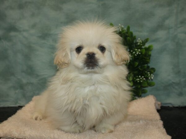 Pekingese DOG Male Cream / White 9296 Petland Rome, Georgia