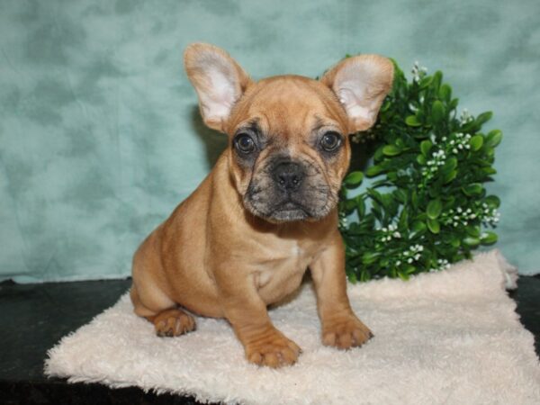 French Bulldog DOG Female Red Fawn 9295 Petland Rome, Georgia