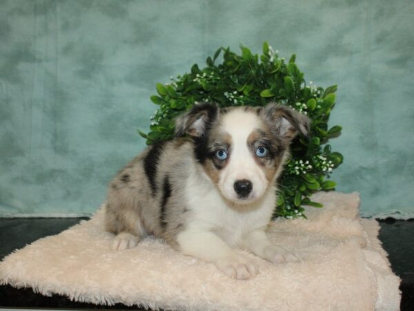 Mini Aussie DOG Male BLUE MERLE 9298 Petland Rome, Georgia