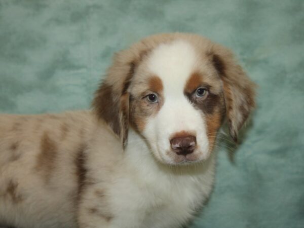 Australian Shepherd-DOG-Male-Red Merle-9288-Petland Rome, Georgia