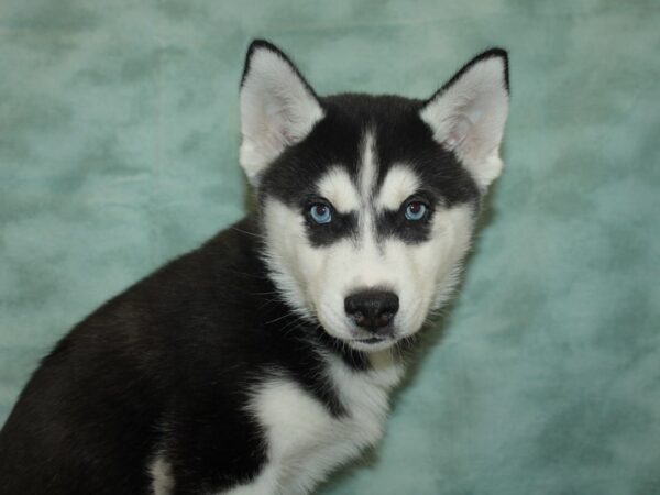 Siberian Husky-DOG-Male-Black / White-9293-Petland Rome, Georgia